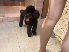-FAELING PETS美天灵宠物(富力广场店)