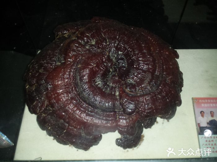 广东中医药博物馆图片