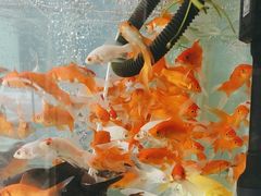 -花心思鲜花店(武昌徐东店)