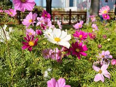 -海心沙亚运公园