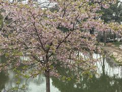 -无锡梅园公园