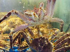 -蟹之国·精品蟹料理(极地店)