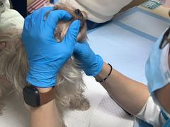 -美联众合动物医院·24h转诊中心