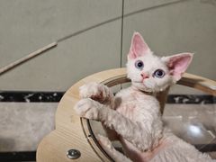 -宠爱国际动物医院· 猫科· 外科·中兽医(长白店)