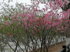 -桃花堤公园