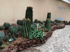 -正佳雨林生态植物园