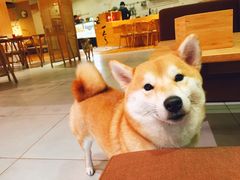 -柴务处·柴犬主题狗咖