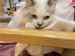-滚猫咖啡·猫咖·猫友好撸猫(未来城店)