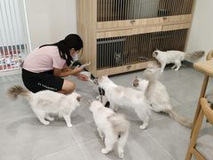 -有喵·猫咖·狗咖·30几只猫10只小狗(岗厦店)