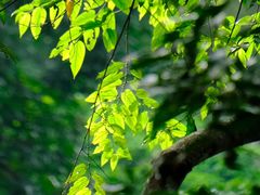 -广州市石门国家森林公园