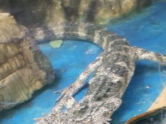 -上海大自然野生昆虫馆(东方明珠·爬宠昆虫探索中心)