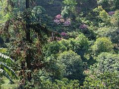 -南山植物园