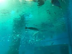 -北戴河圣蓝海洋公园