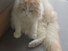 -喵园·猫主题咖啡厅·撸猫·猫咖(国贸店)