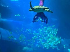 -太平洋海底世界