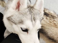 -Let's go狗咖·猫咖·奶狗·桌游(春熙路IFS店)