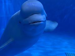 -多彩贵州城极地海洋世界