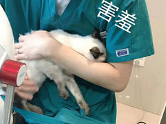 -艾贝尔宠物医院·24H转诊中心·肿瘤猫专科(江宁双龙店)