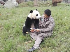 -都江堰中华大熊猫苑