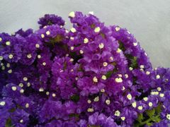 -秦美花卉(天朗·莱茵小城2期店)
