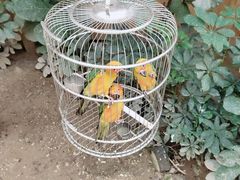 -南宫五洲植物乐园