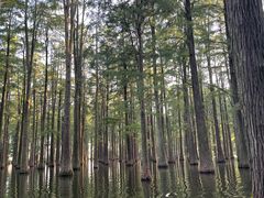 -渌洋湖湿地公园