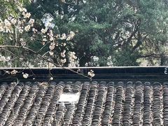 -香雪海