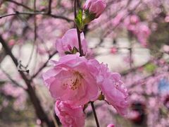 -黑龙江省森林植物园