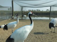 -盐城丹顶鹤湿地生态旅游区