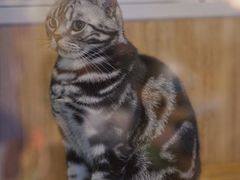 -藦茜花园宠物主题亲子互动体验馆(国顺东路店)