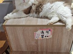 -藏猫猫咖啡主题馆(中央大道店)