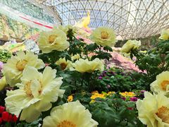-花之城