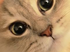 -猫大福·Fortune Cat猫舍(百子湾店)