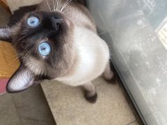 -猫咖时代(中山亭店)