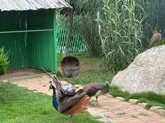-西霞口神雕山野生动物世界