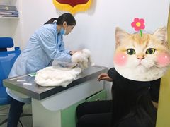 -汪喵宠物医院·骨科心脏影像·犬猫急重症ICU诊疗中心(成华分院)