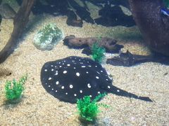 -瑞普利水族馆