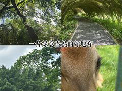 -广西壮族自治区药用植物园