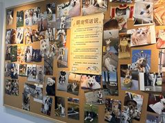 -翊宠yipet猫狗购宠庄园犬舍•猫舍