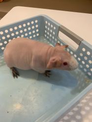 -Moni星球萌宠·小马宝莉·灵蛇·高端高阶全萌宠互动体验俱乐部(红豆国际广场店)