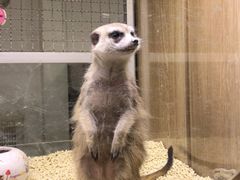 -藦茜花园宠物主题亲子互动体验馆(国顺东路店)