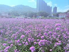 -玫瑰海岸文化旅游度假区