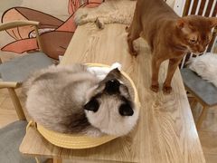 -Let's go狗咖·猫咖·奶狗·桌游(春熙路IFS店)