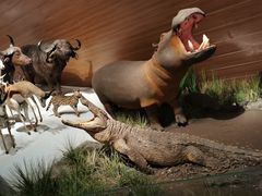 -贝林大翅鲸简餐厅(国家海洋博物馆店)