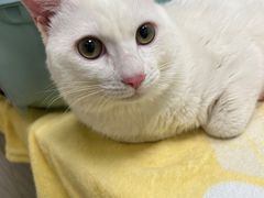 -凯特喵百思猫专科医院