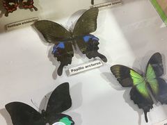 -上海大自然野生昆虫馆(东方明珠·爬宠昆虫探索中心)