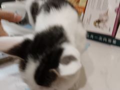 -pd派德宠物中心医院24H急重症·眼科中心·血液透析中心(嵩山北路店)