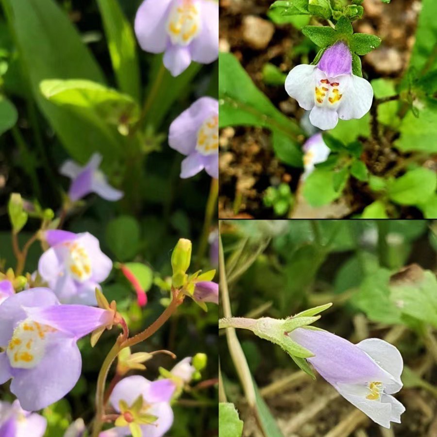 今日识花:通泉草