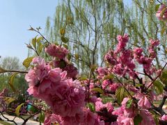 -海棠花溪(元大都城垣遗址公园)