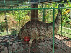 -西双版纳融创皇冠假日度假酒店